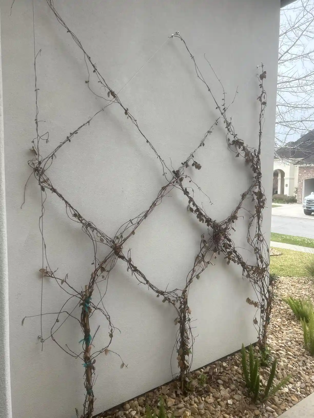 Acemaker trellis installation photo 11