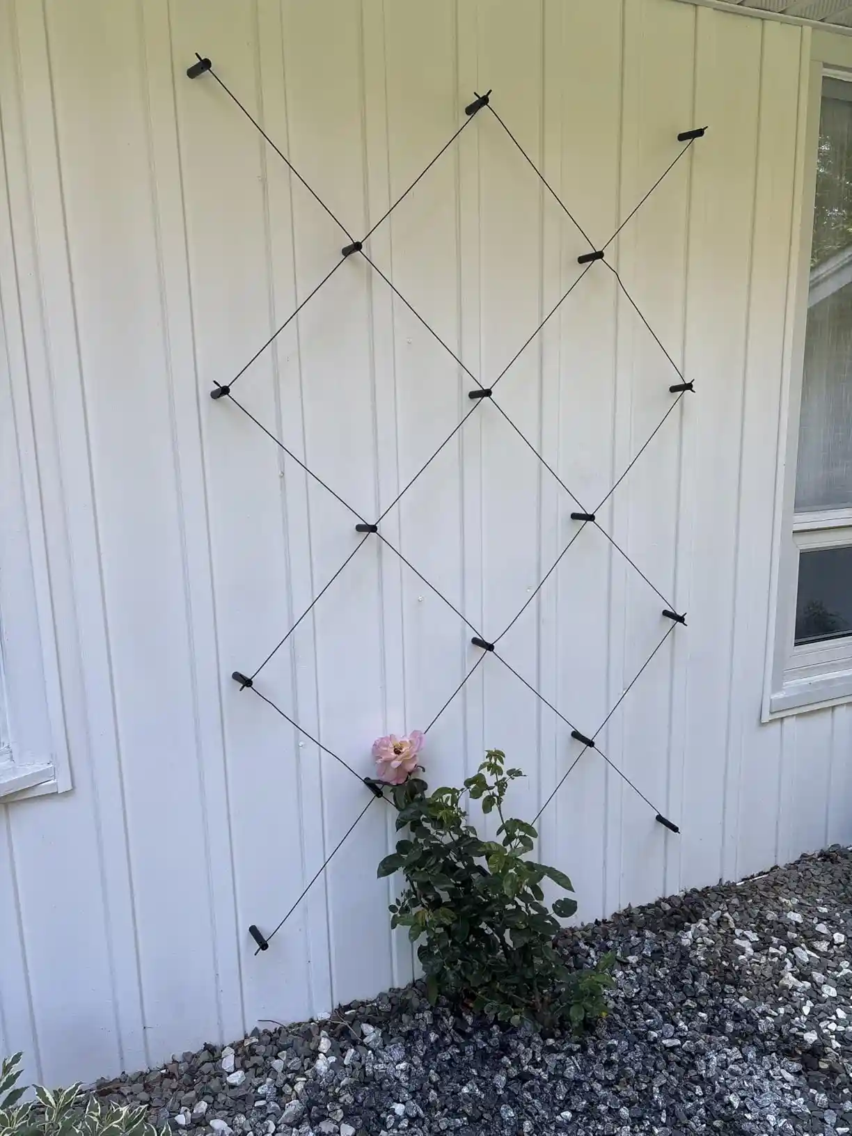 Acemaker trellis installation photo 12