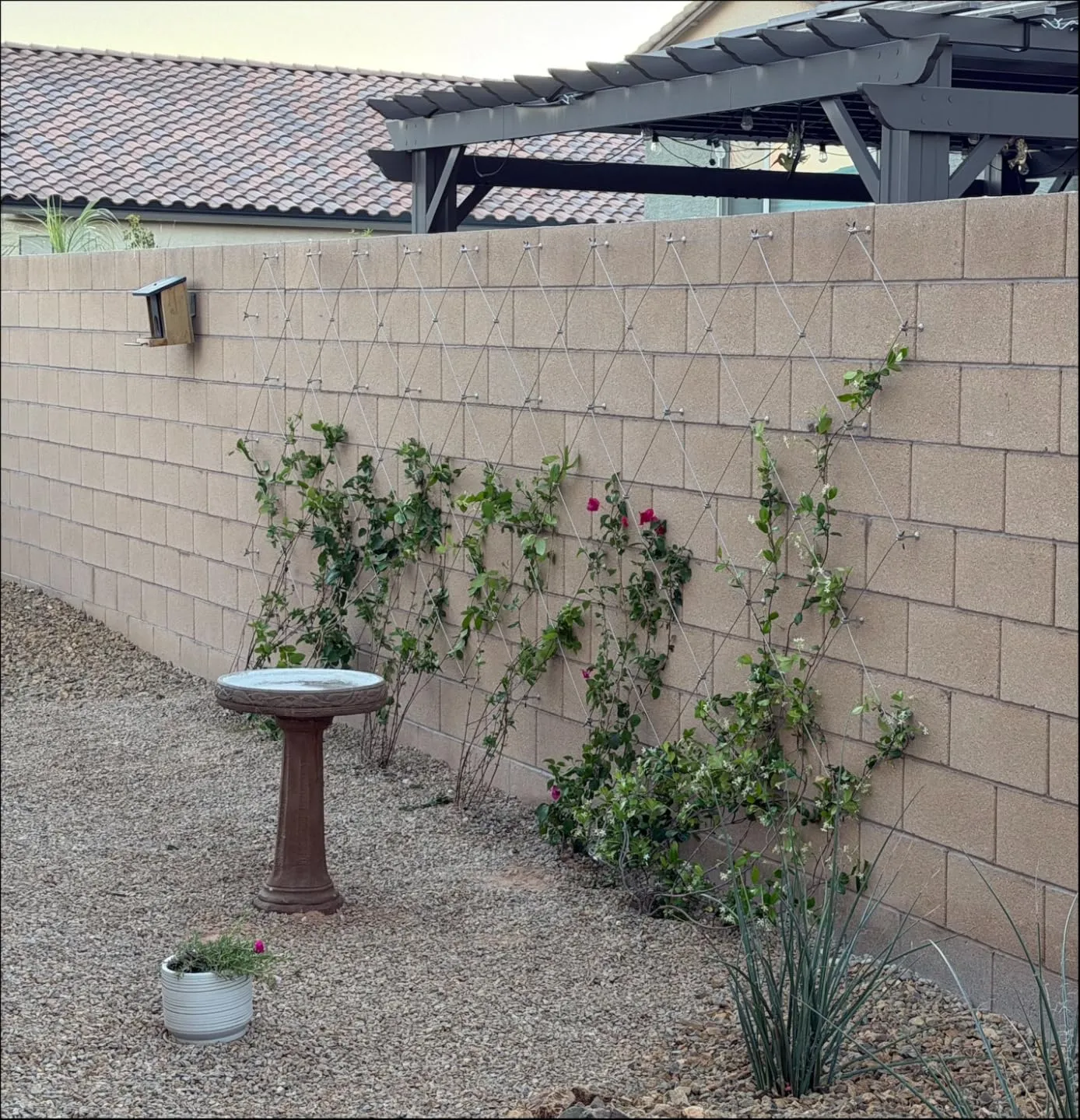 Acemaker trellis installation photo 5