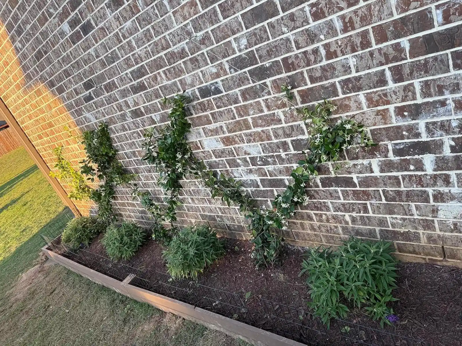 Climbing plants trained in V shapes on a wire trellis along a brick wall